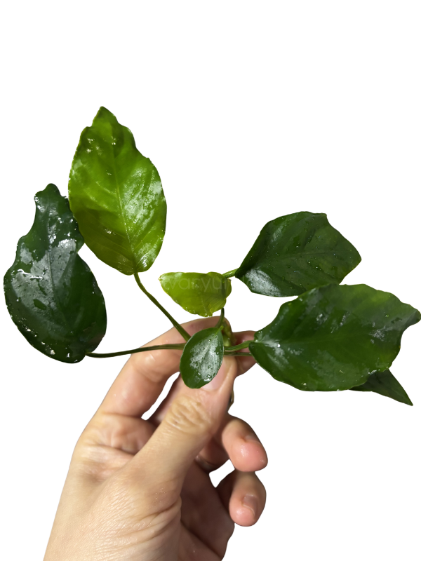 Anubias Barteri var. Nana Wrinkle Leaf