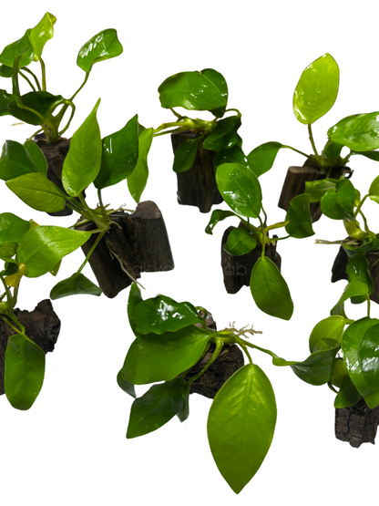 Anubias Nana 'Golden'
