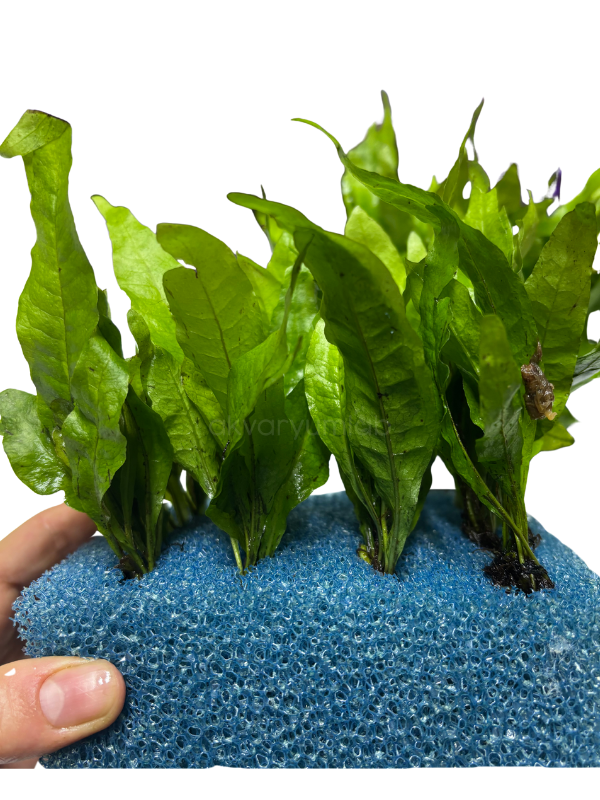 Microsorum Pteropus 'Java Fern'