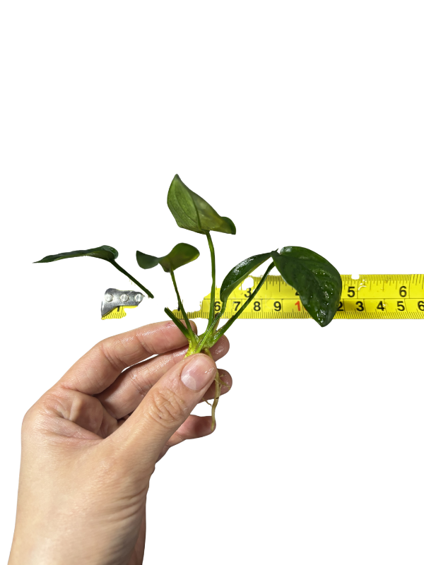 Anubias Barteri var. Nana