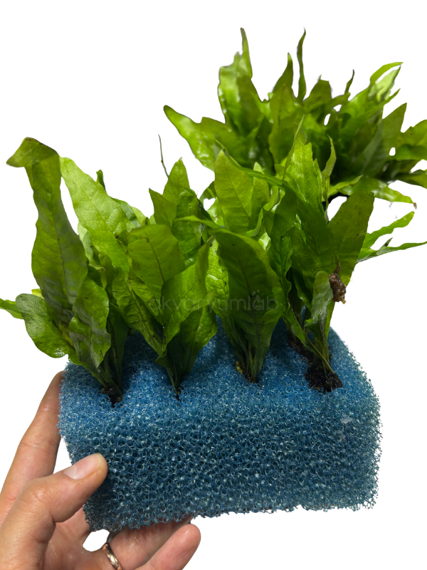 Microsorum Pteropus 'Java Fern'