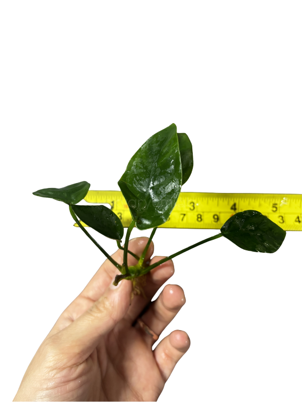 Anubias Barteri var. Nana