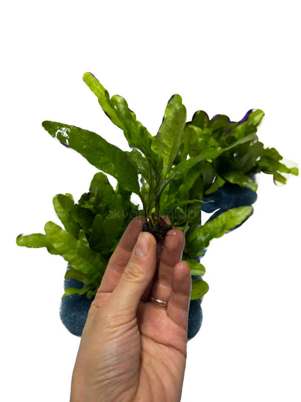 Microsorum Pteropus 'Java Fern'