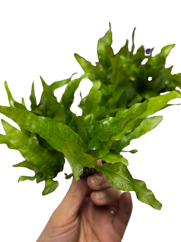 Microsorum Pteropus 'Java Fern'