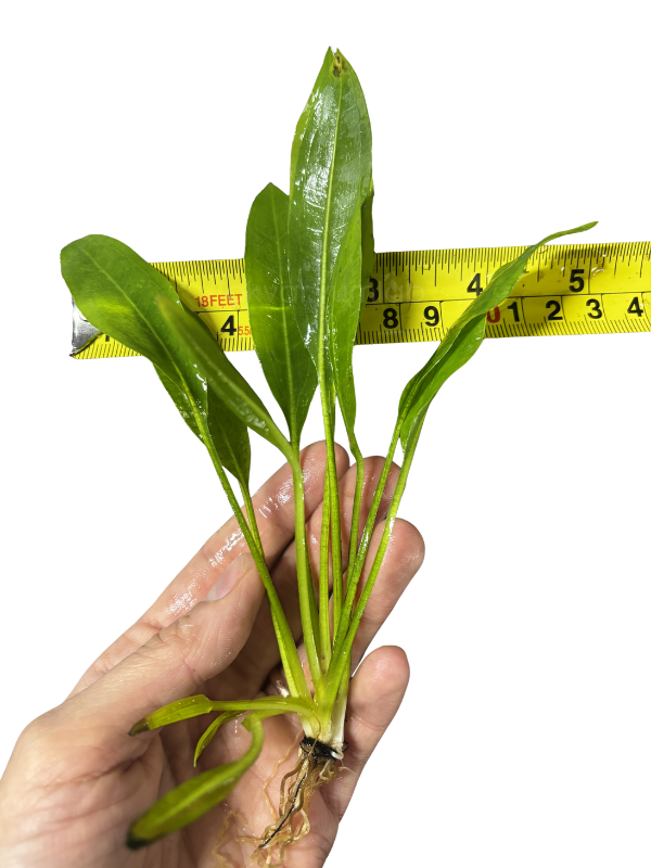 Echinodorus Amazonicus (Amazon Kılıcı)