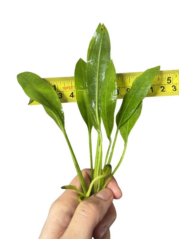 Echinodorus Amazonicus (Amazon Kılıcı)