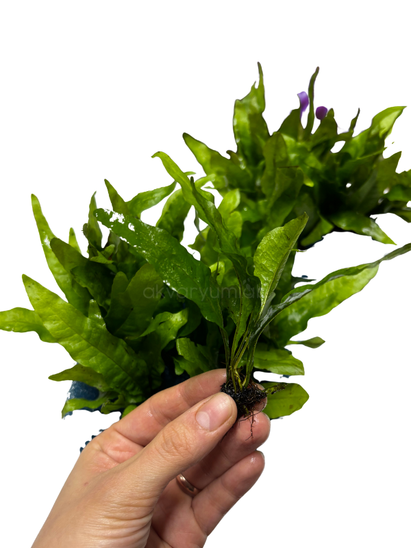 Microsorum Pteropus 'Java Fern'