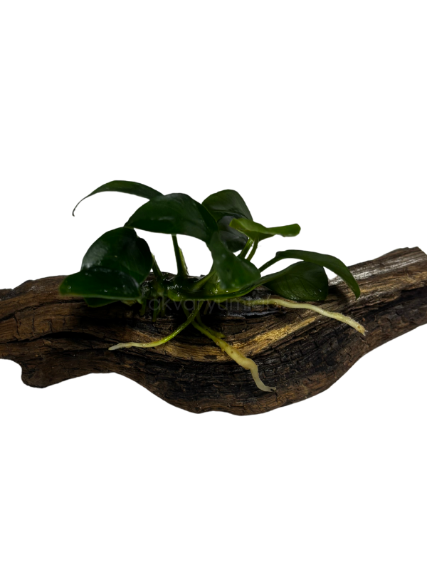 Anubias Barteri 'Petite' (Kütüğe Bağlı)