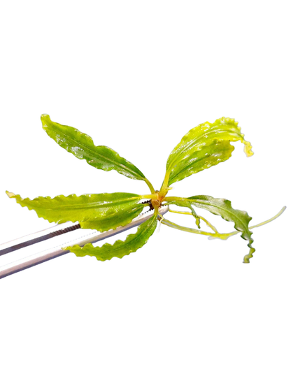 Bucephalandra Crocodile