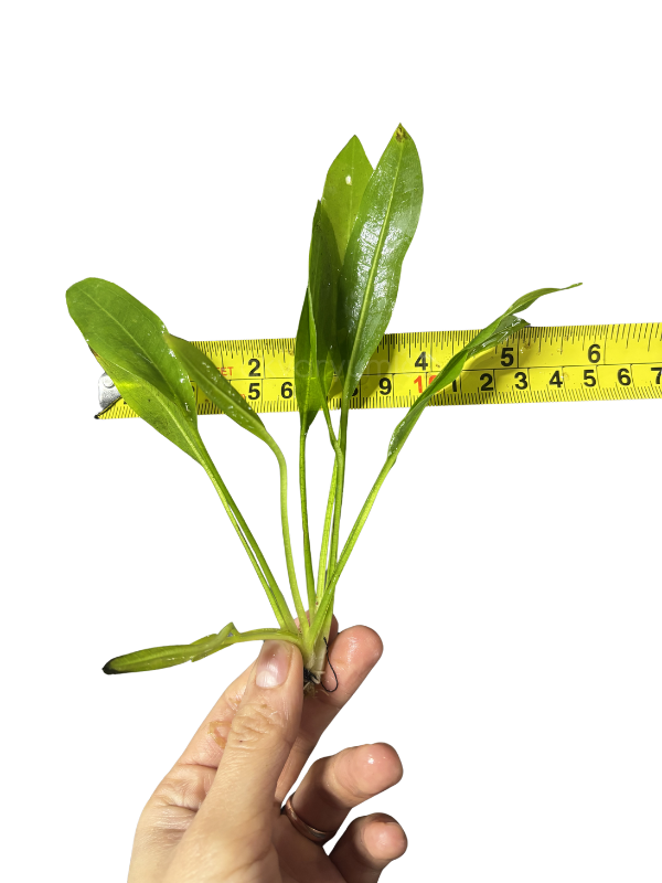 Echinodorus Amazonicus (Amazon Kılıcı)