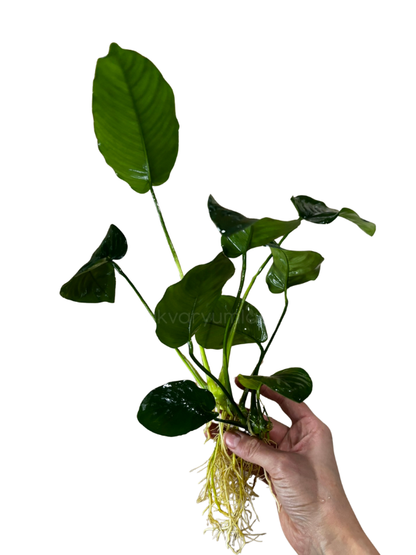 Anubias Board Leaf