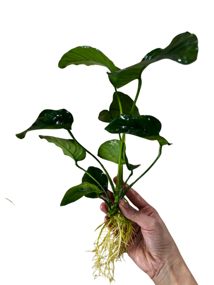 Anubias Board Leaf