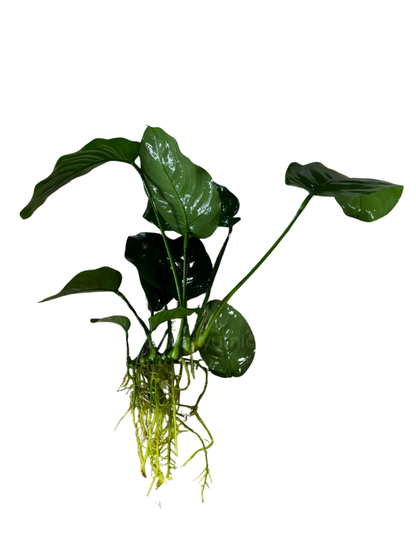 Anubias Board Leaf