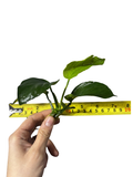 Anubias Board Leaf