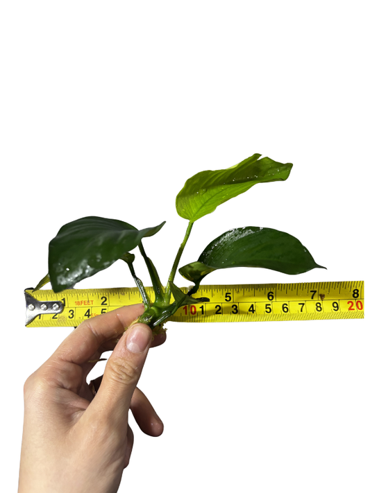 Anubias Broad Leaf