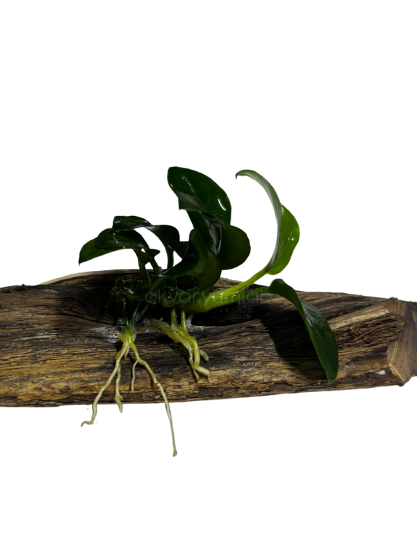 Anubias Barteri 'Petite' (Kütüğe Bağlı)