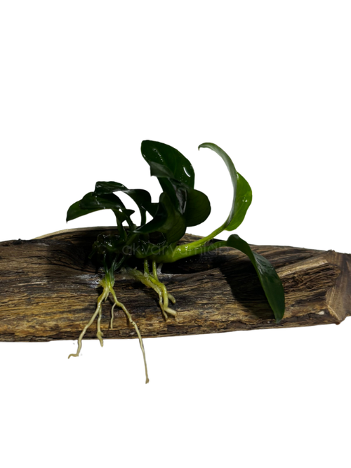 Anubias Barteri 'Petite' (Kütüğe Bağlı)