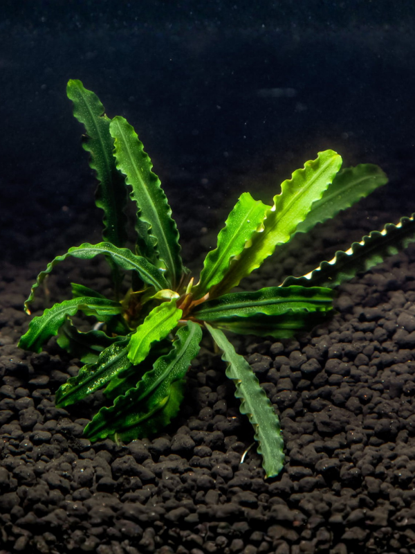 Bucephalandra Crocodile