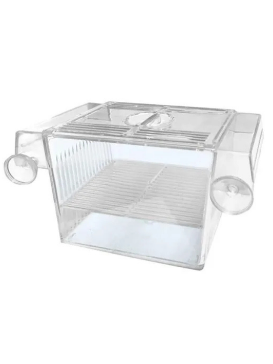 Aquawe Tekli Yavruluk