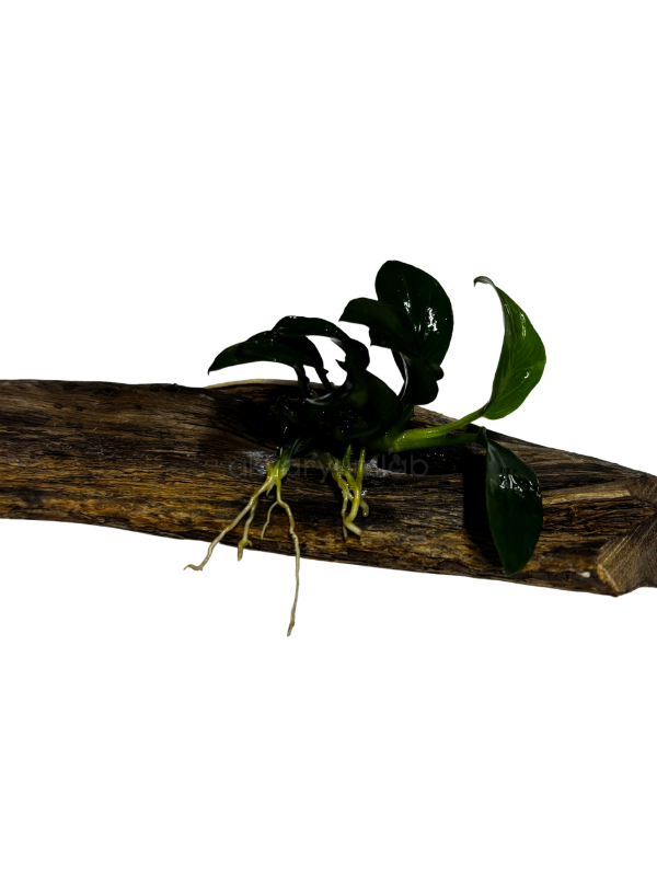 Anubias Barteri 'Petite' (Kütüğe Bağlı)
