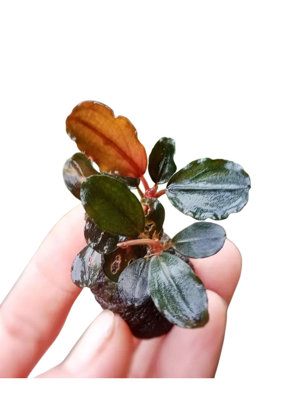 Bucephalandra Black Current