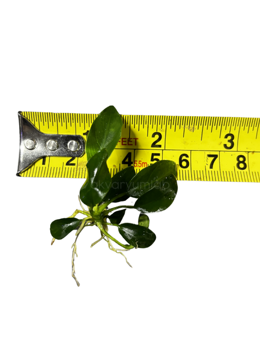 Anubias Barteri var. Nana (Petite)