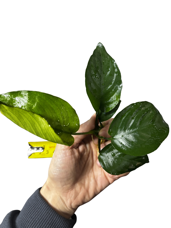 Anubias Board Leaf