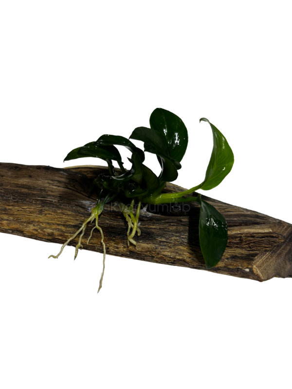 Anubias Barteri 'Petite' (Kütüğe Bağlı)
