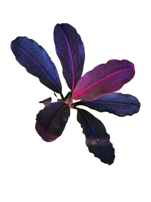 Bucephalandra Black Current