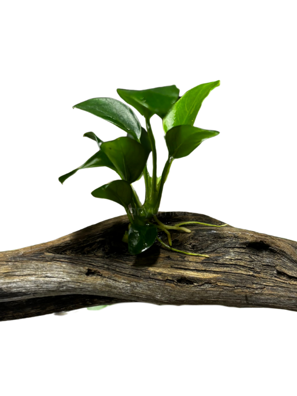 Anubias Barteri 'Petite' (Kütüğe Bağlı)