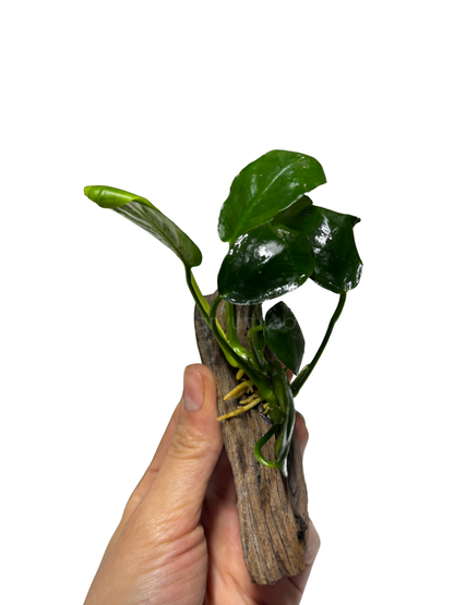 Anubias Nana 'Darkmoon'