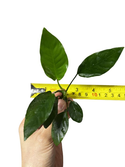 Anubias Barteri Striped