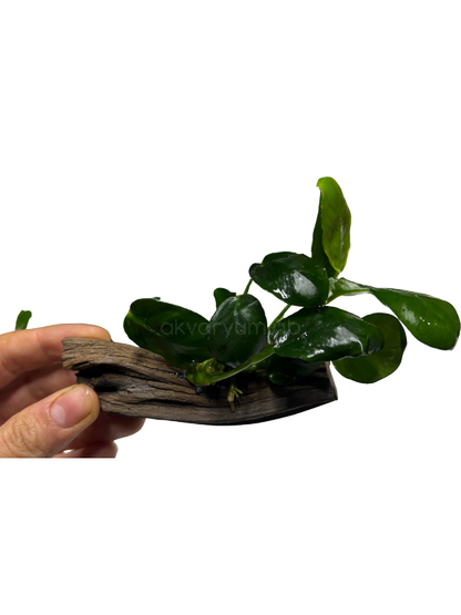 Anubias Nana 'Darkmoon'