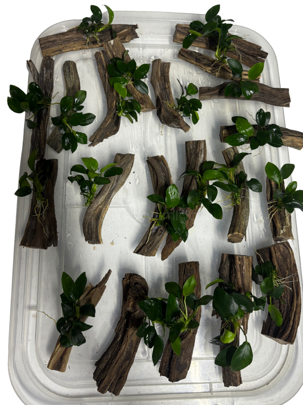 Anubias Barteri 'Petite' (Kütüğe Bağlı)