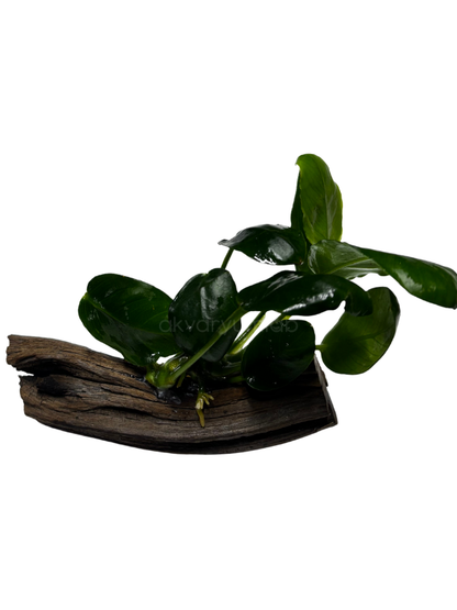 Anubias Nana 'Darkmoon'
