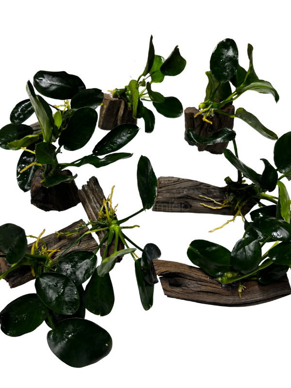 Anubias Nana 'Darkmoon'