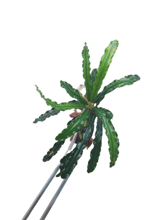 Bucephalandra Crocodile